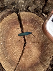 Litopus latipes dispar