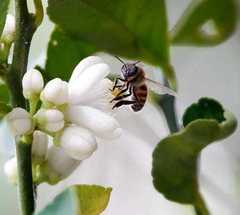 Apis mellifera