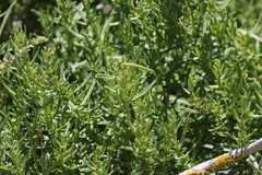 Limbarda crithmoides