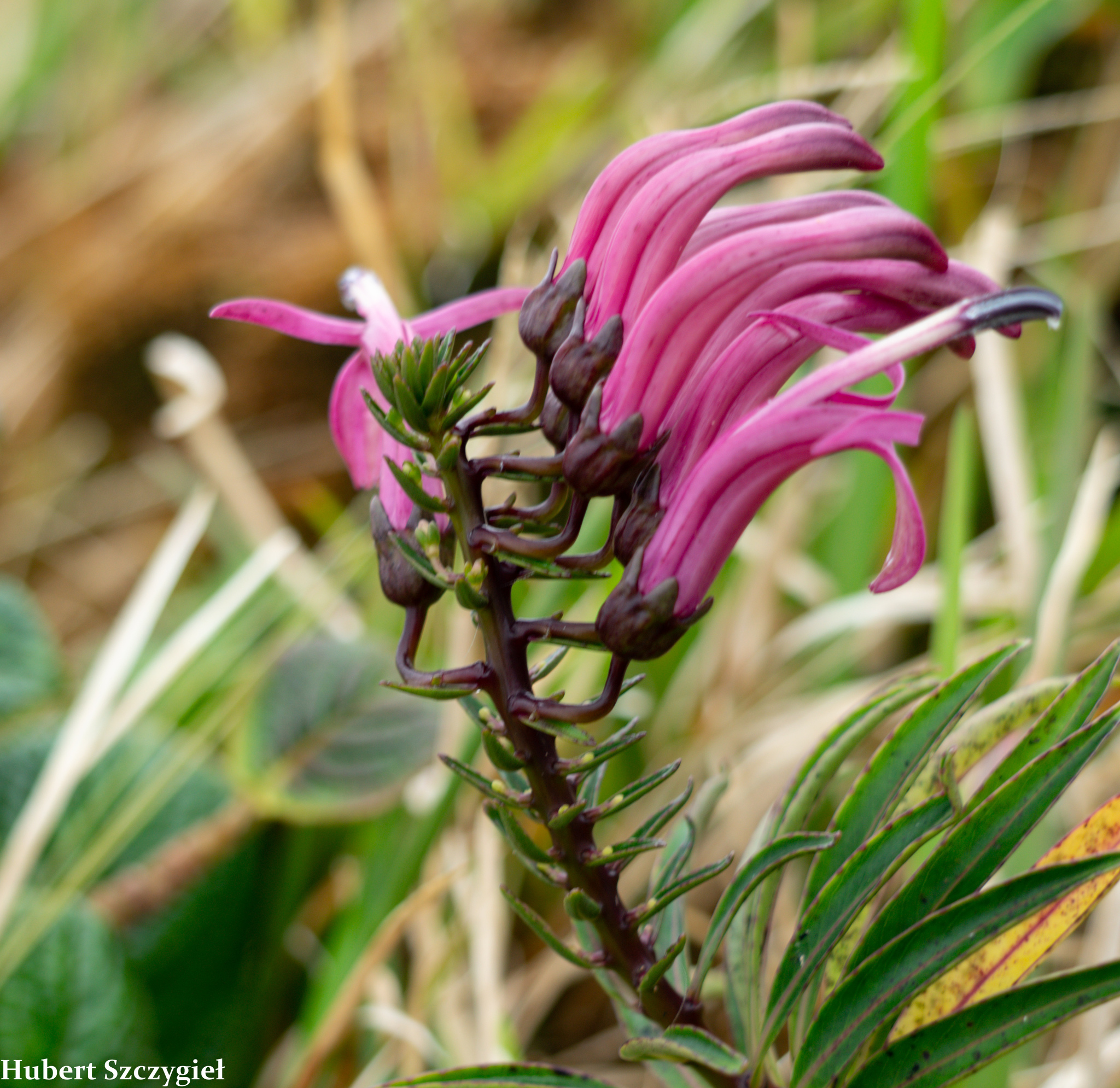 Trematolobelia singularis