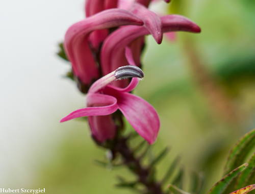 Trematolobelia singularis