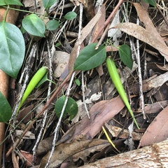 Vincetoxicum barbatum