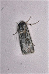 Agrotis munda