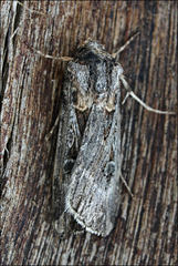 Agrotis munda