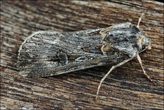 Agrotis munda