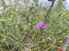 Melaleuca thymifolia