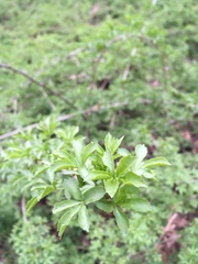 Eleutherococcus sieboldianus