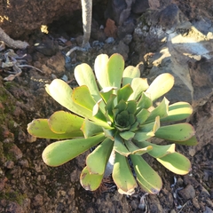 Aeonium urbicum