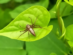 Oxyopes