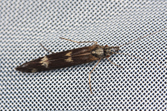 Athripsodes cinereus