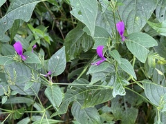 Hypoestes purpurea