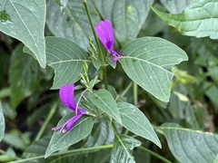 Hypoestes purpurea