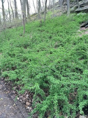 Eleutherococcus sieboldianus