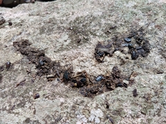 Paradoxurus hermaphroditus