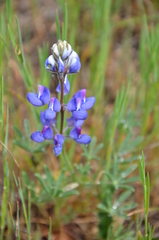 Lupinus nanus