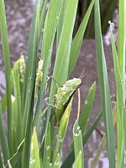 Oxya japonica