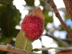 Cynips quercusnubila