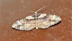 Eucymatoge peplodes