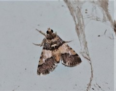 Nacoleia mesochlora