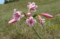 Crinum lineare