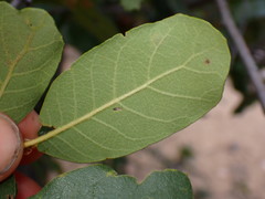 Quercus oblongifolia