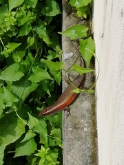 Eutropis multifasciata