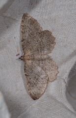 Philereme vetulata