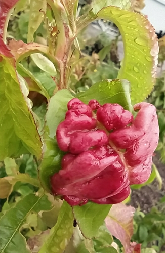 Peach Leaf Curl