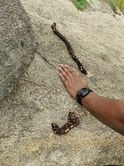 Paradoxurus hermaphroditus