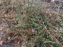 Cotoneaster × suecicus
