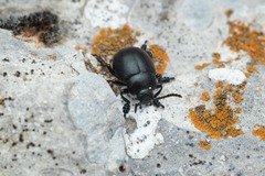 Timarcha goettingensis