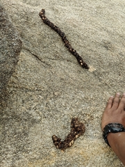 Paradoxurus hermaphroditus