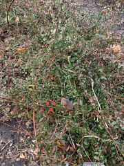 Cotoneaster × suecicus