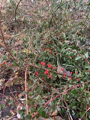 Cotoneaster × suecicus