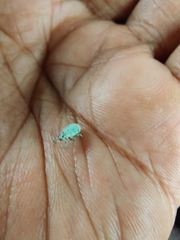 Myllocerus undecimpustulatus