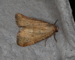 Photedes minima