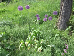 Allium aflatunense