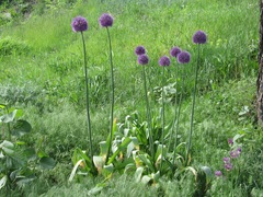 Allium aflatunense