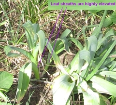 Allium aflatunense