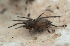 Eratigena picta