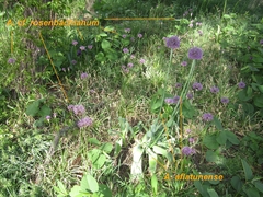 Allium aflatunense
