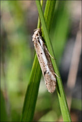 Philobota stella