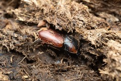 Coprimorphus scrutator