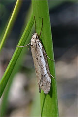 Philobota stella