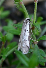 Philobota stella