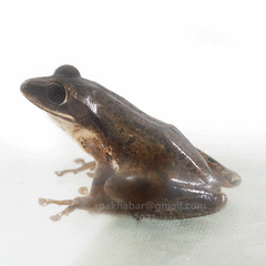 Polypedates leucomystax