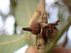 Disholcaspis pedunculoides