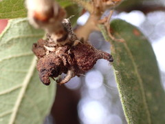 Disholcaspis pedunculoides