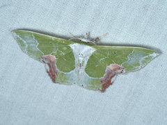 Protuliocnemis partita