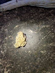 Duttaphrynus melanostictus